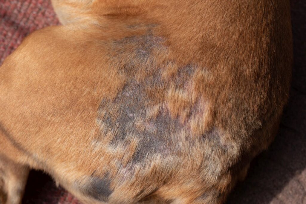 dog scabies