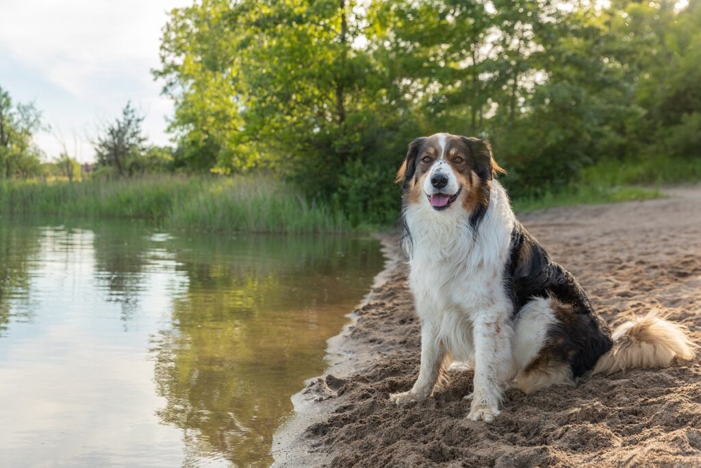 An English Shepherd at the edge of a lake