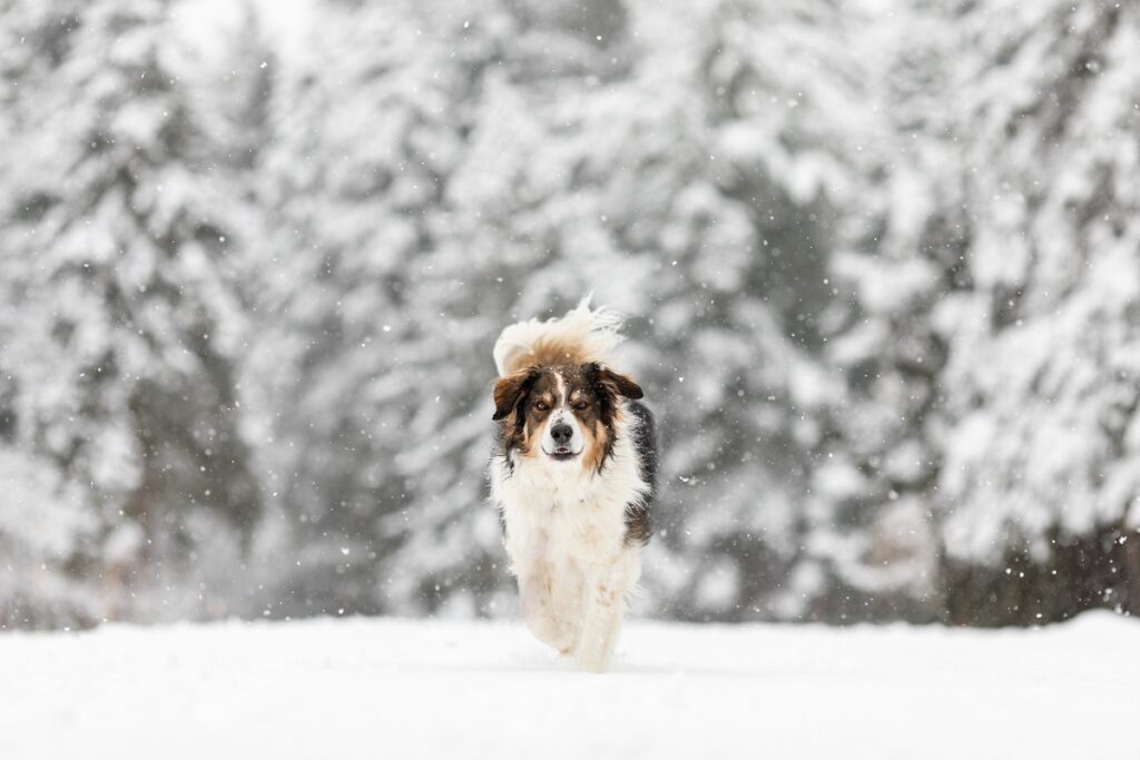 An English shepherd walking through the snow