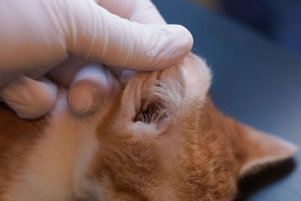 Kitten with ear mites