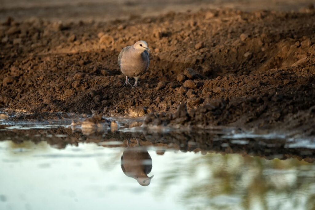 laughing dove water