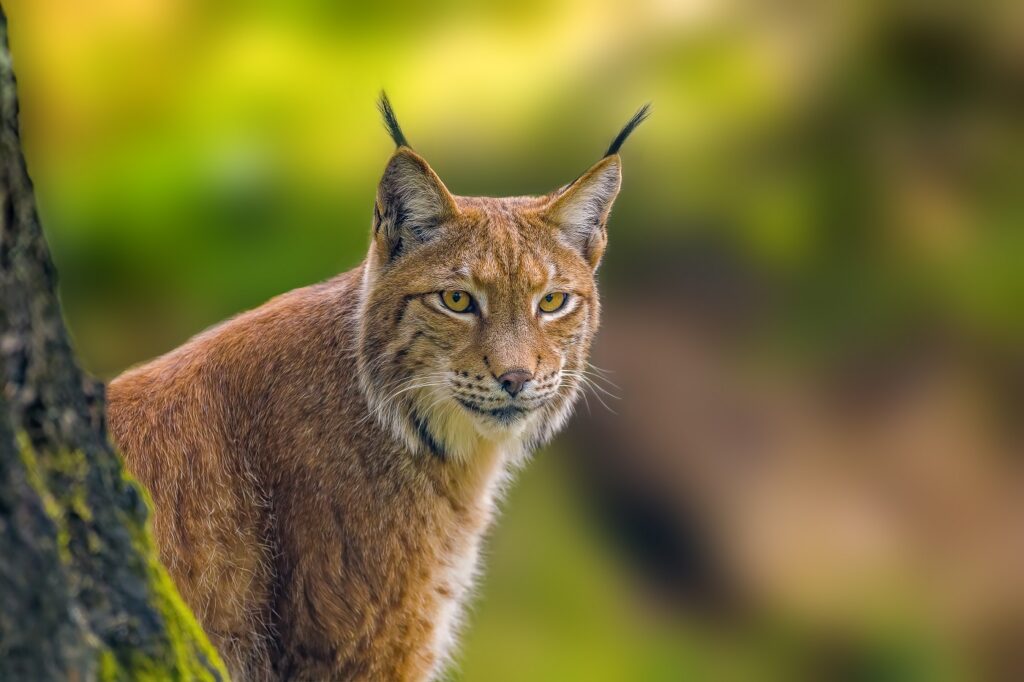 a wild lynx is hiding in the forest