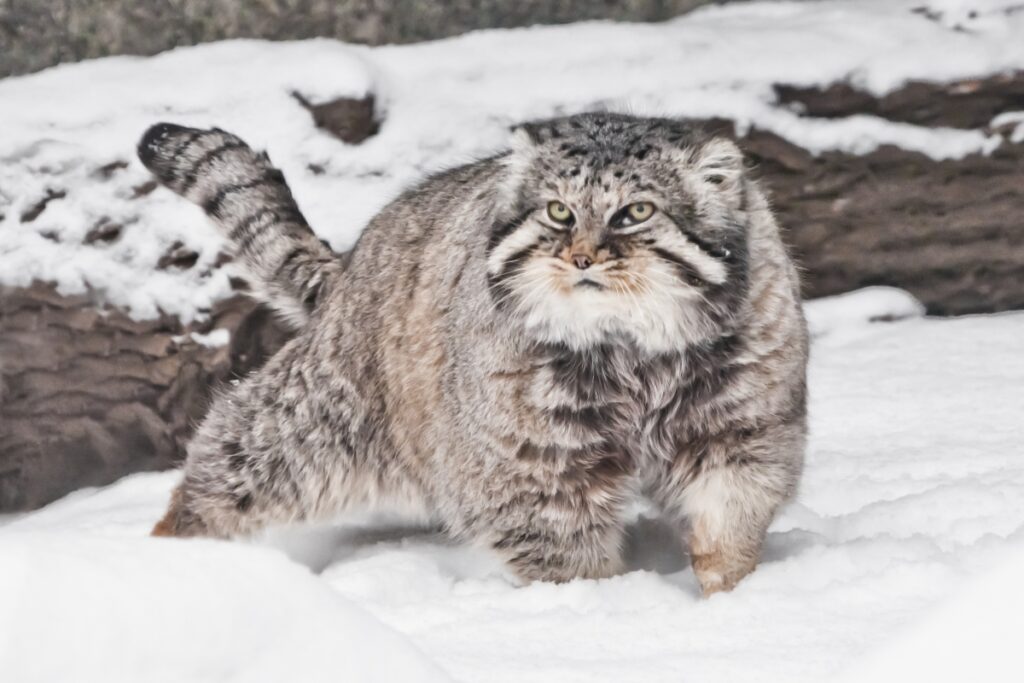 pallas cat on the snow