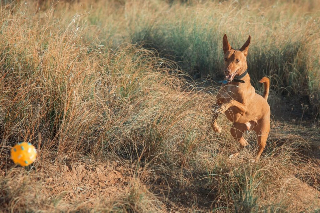 podenco andaluz ball