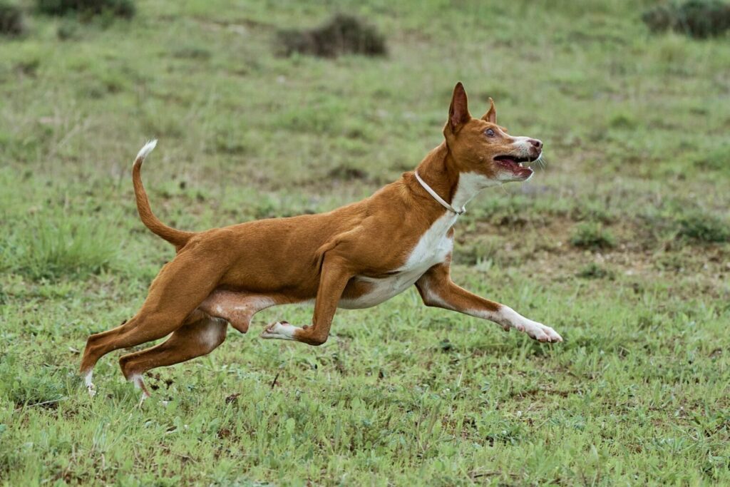 podenco andaluz in the grass