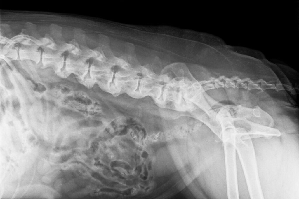 Digital X-ray of an older dog with severe Spondylosis deformans