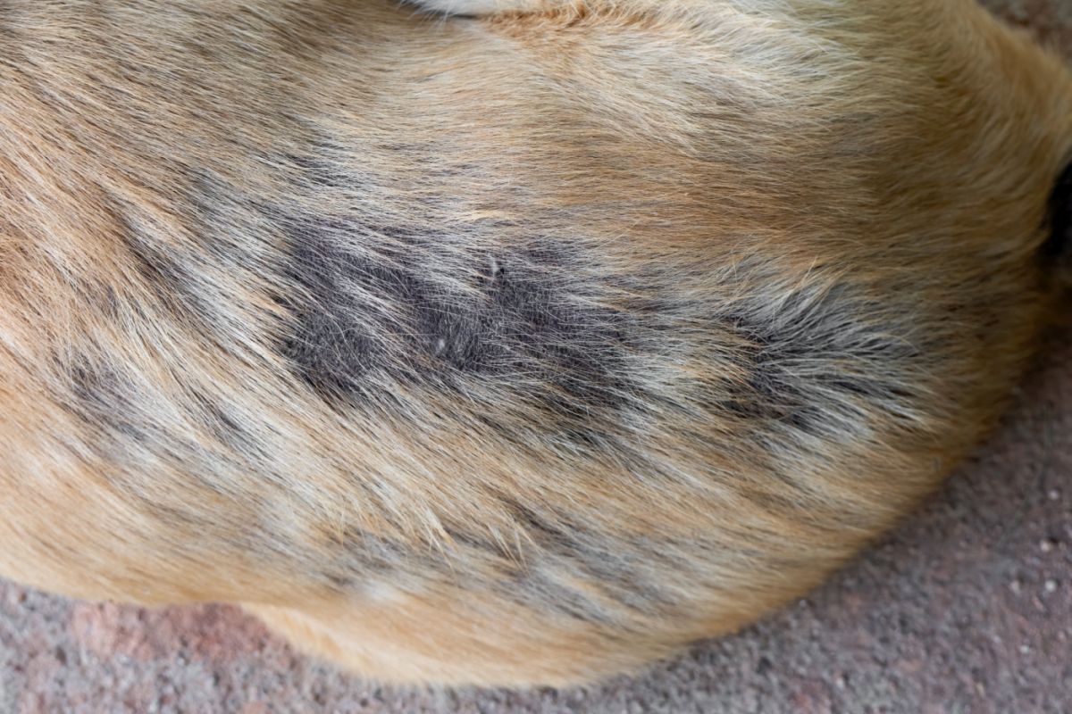 Sebaceous Adenitis in Dogs: symptoms, diagnosis, therapy | zooplus Magazine