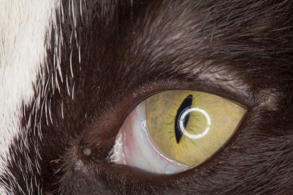 Third Eyelid Prolapse in Cats: symptoms, diagnosis | zooplus Magazine