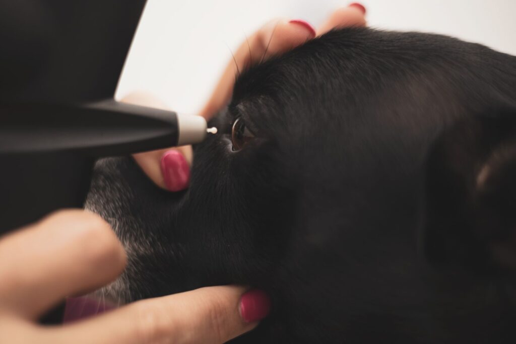 tonometer dog glaucoma