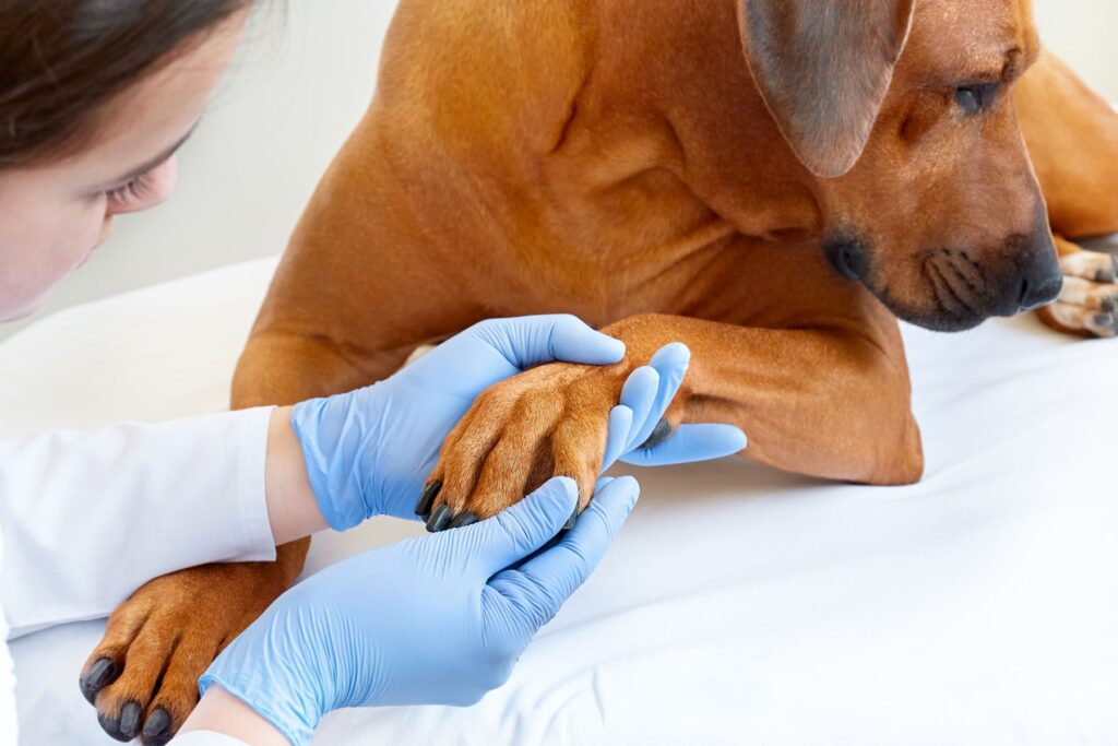 Vet checking, examining dog's paw