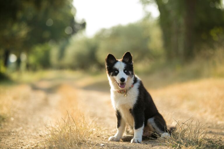 puppy Yakutian Laika