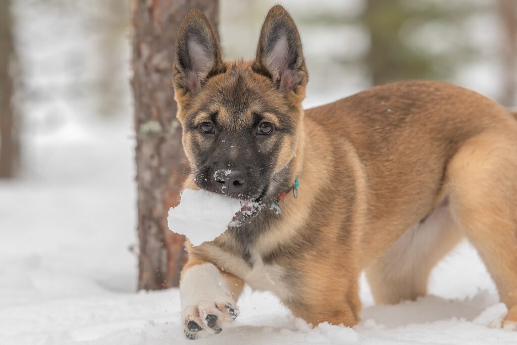 East siberian laika puppy carries a large snowball in the mouth