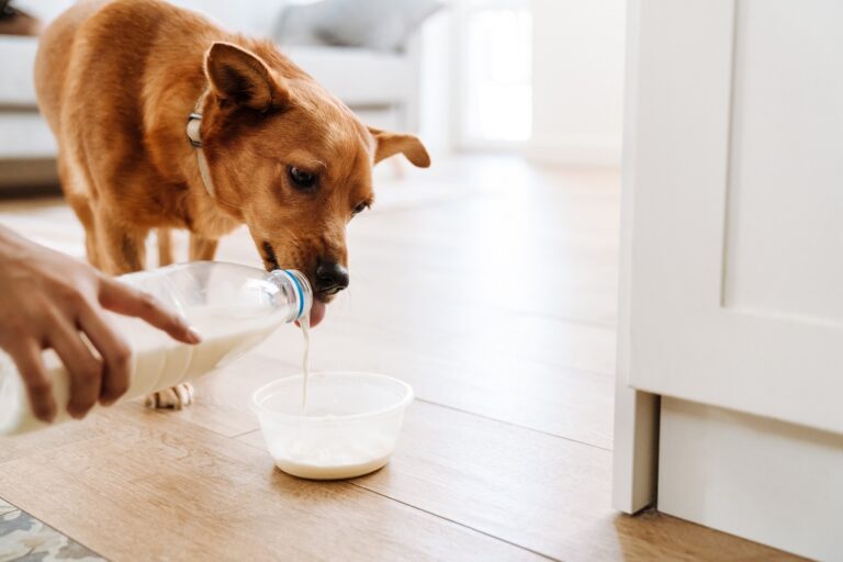 Woman pouring milk while feeding her ginger dog in kitchen at home