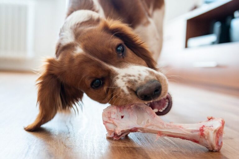 Healthy cute dog indoor chewing raw bone, barf food.