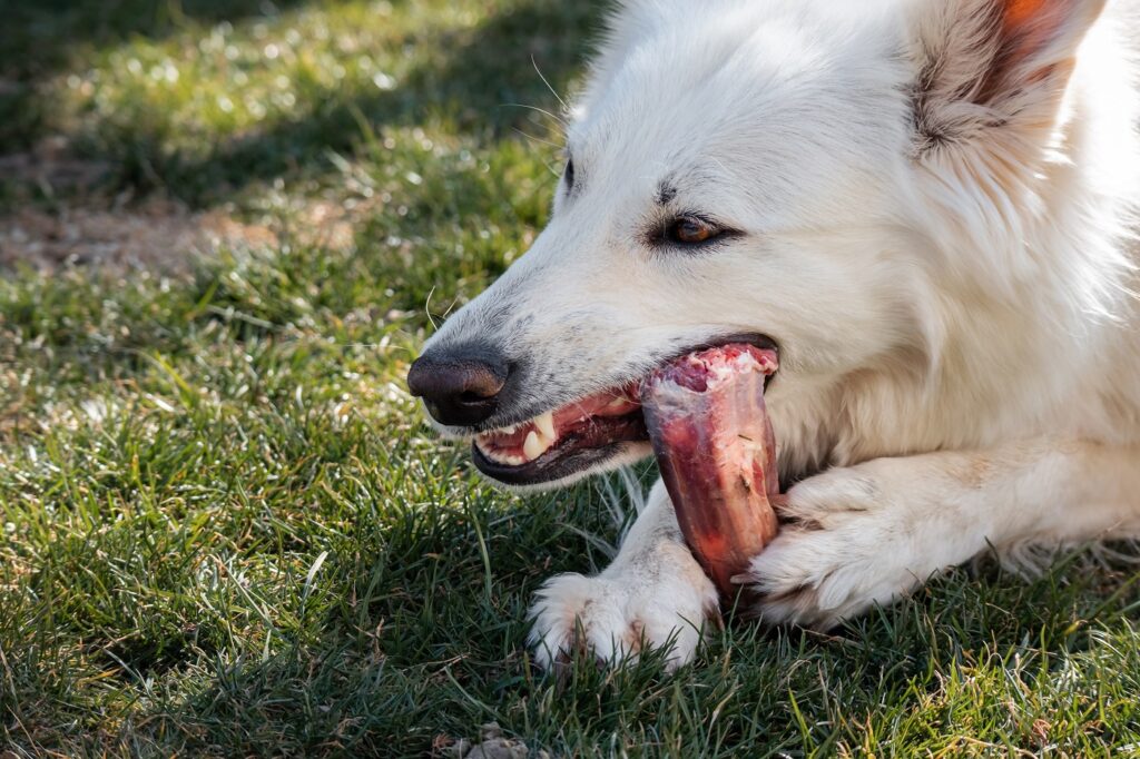 Dog chewing a bone meat