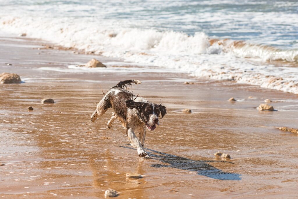 The happy dog on the Riviera Beach, Malta