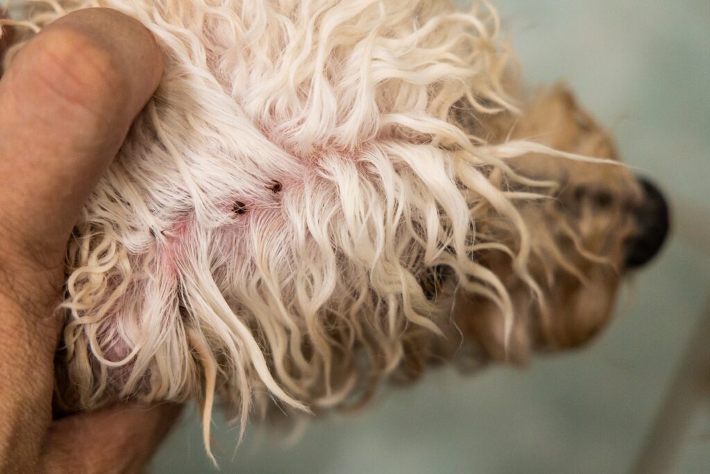 Closeup of hand search and remove tick flea from pet dog fur coat and skin during shower