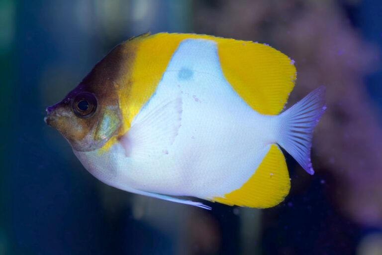 Yellow Pyramid Butterflyfish, Hemitaurichthys polylepis, showing small growths on fins and body associated with the lymphocystis virus disease