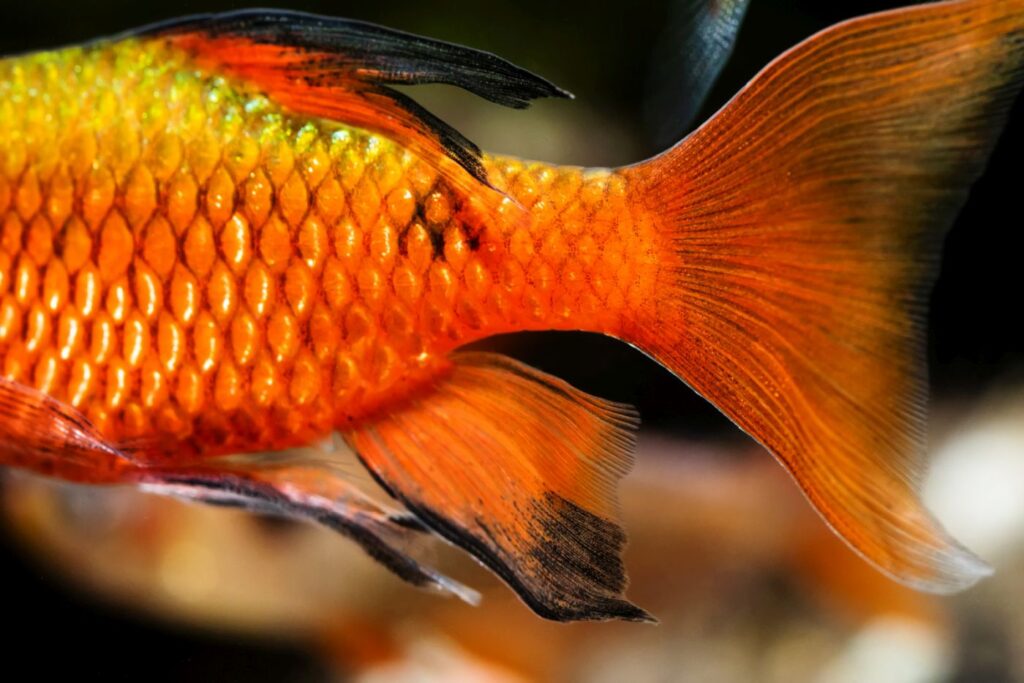 Macro view of tail fins of aquarium fish the rosy barb Pethia conchonius, subtropical freshwater cyprinid fish. Bright orange gold pattern. Shallow depth of field. Selective focus