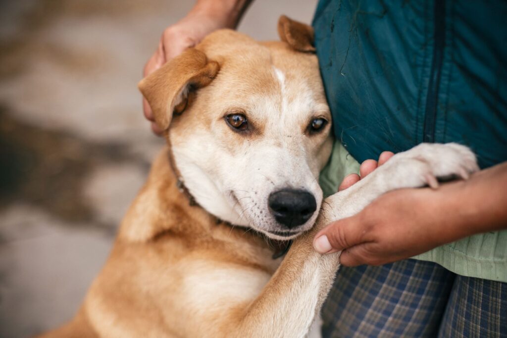 Hand caressing cute dog with sweet looking eyes in summer park. Person hugging adorable yellow dog with funny cute emotions.