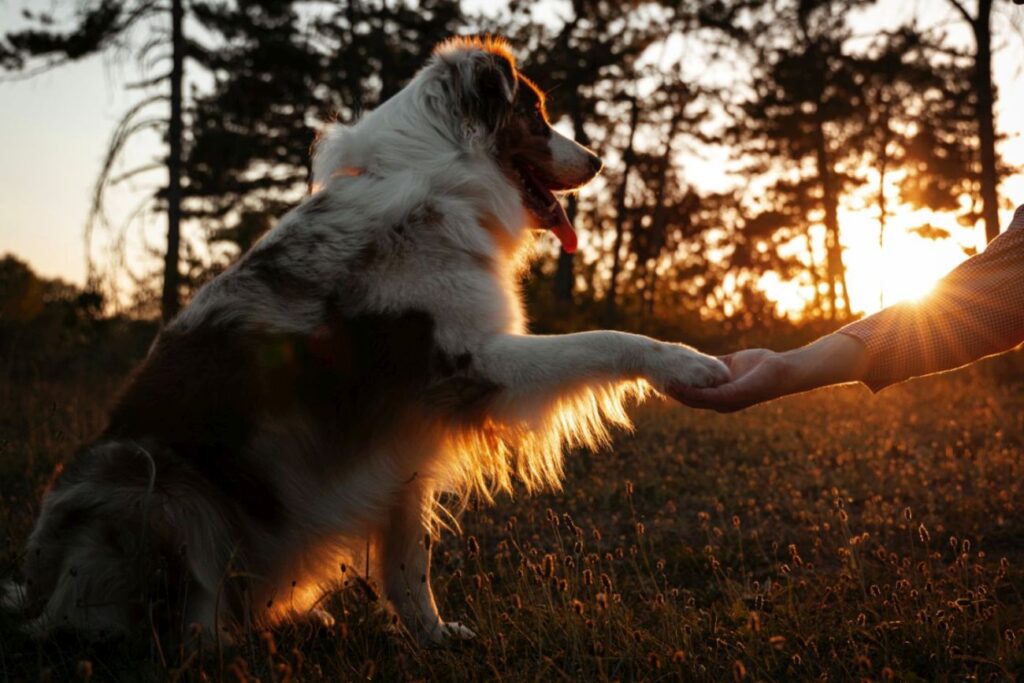 dog's paw in a man's hand