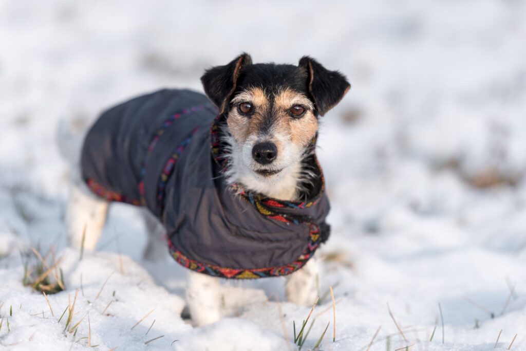 little dog standing in the snow in a meadow in winter, wearing a coat