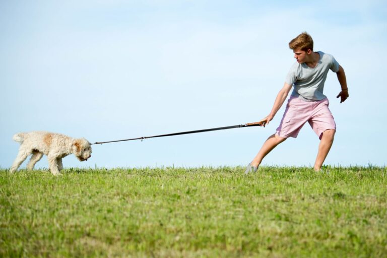 dog refusing to go on a walk, owner with hand on the lead.