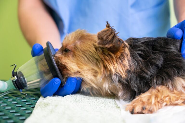 Preoxygenation technique in dog with oxygen mask. Veterinary Doctor prepares dog for anesthesia.