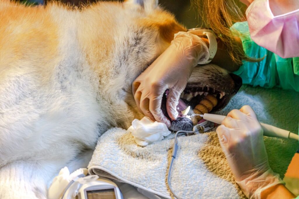 Dog under anaesthesia