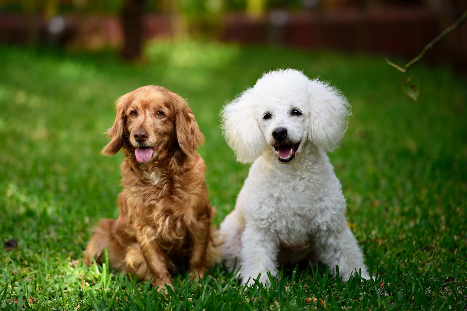 A Cocker Spaniel (left) and a Poodle (right) posing for the camera in a grass-covered field.