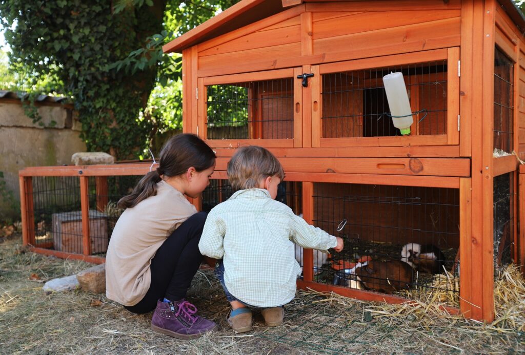 Guinea Pigs in an outdoor housing.