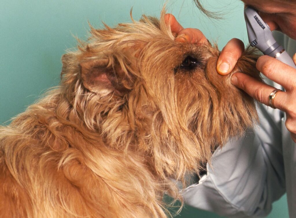 A golden-furred dog being examined by a vet for cataracts.