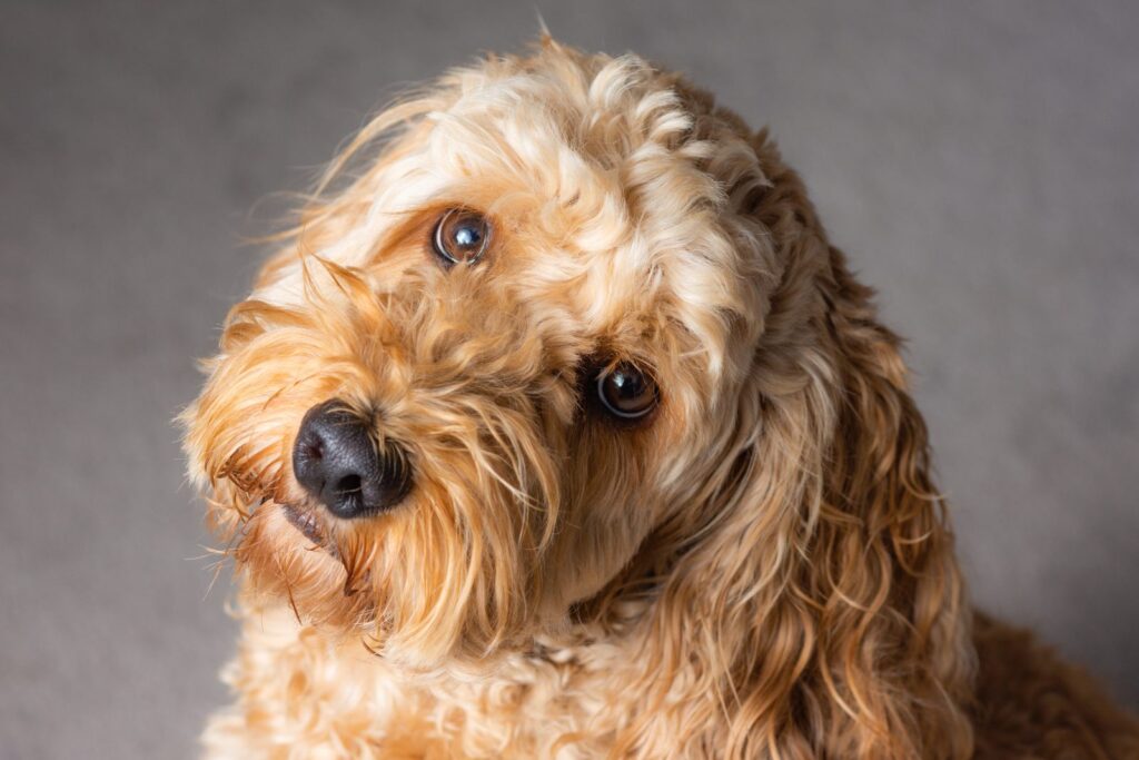 A golden cockapoo looking into camera