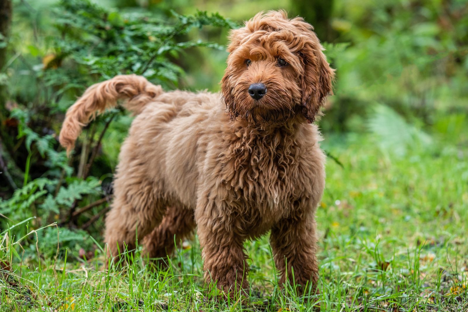 A red Cockapoo puppy playing in a grassy field