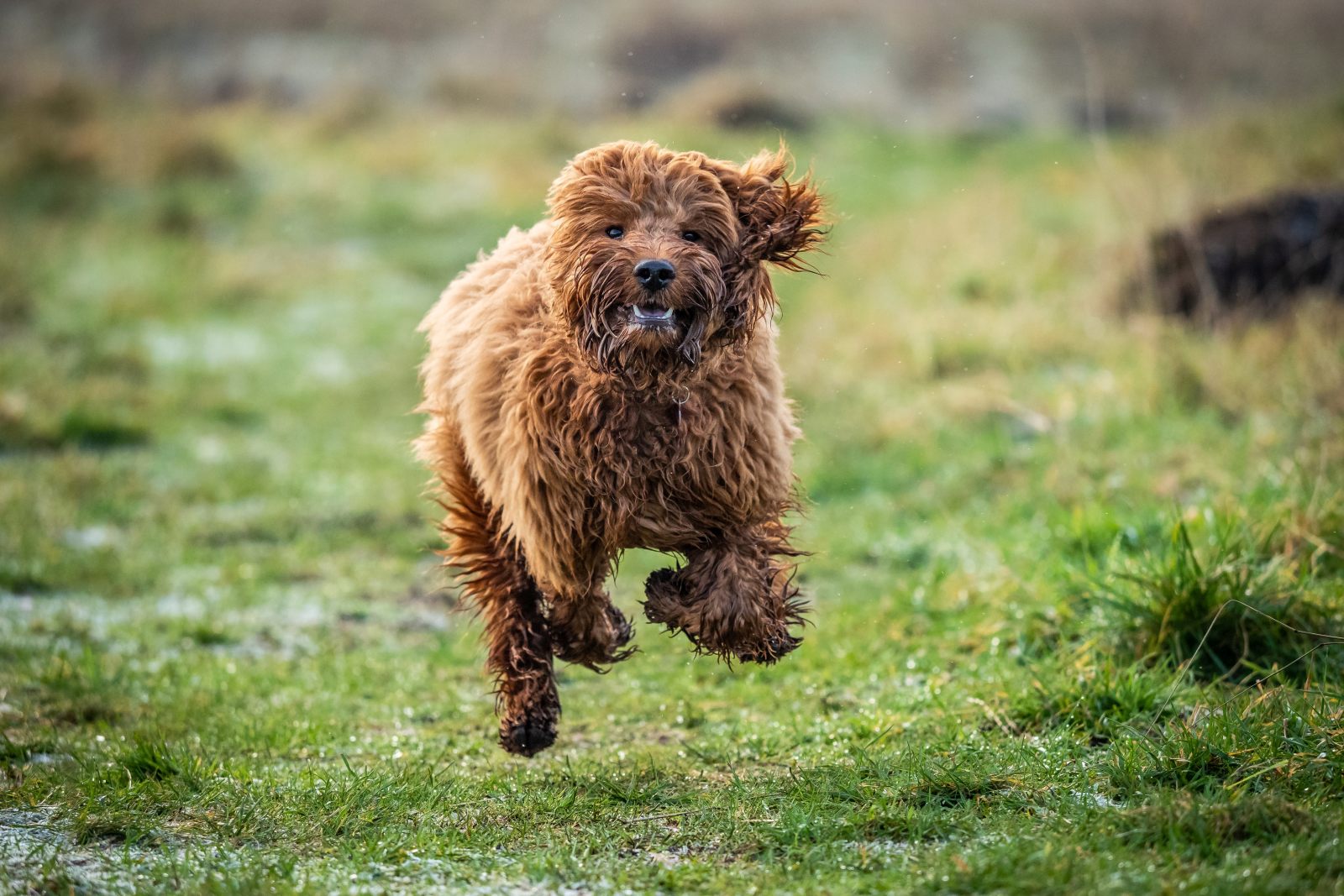 A young red cockapoo puppy running and playing in a grassy field.