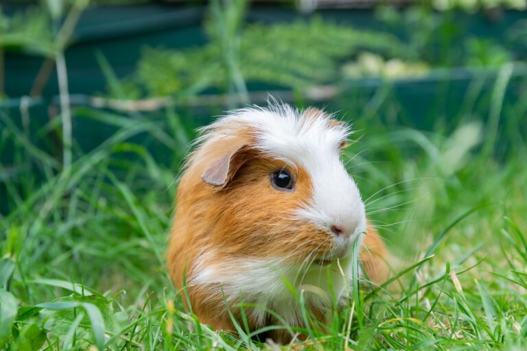 A white and brown guinea pig exploring the fresh green grass.