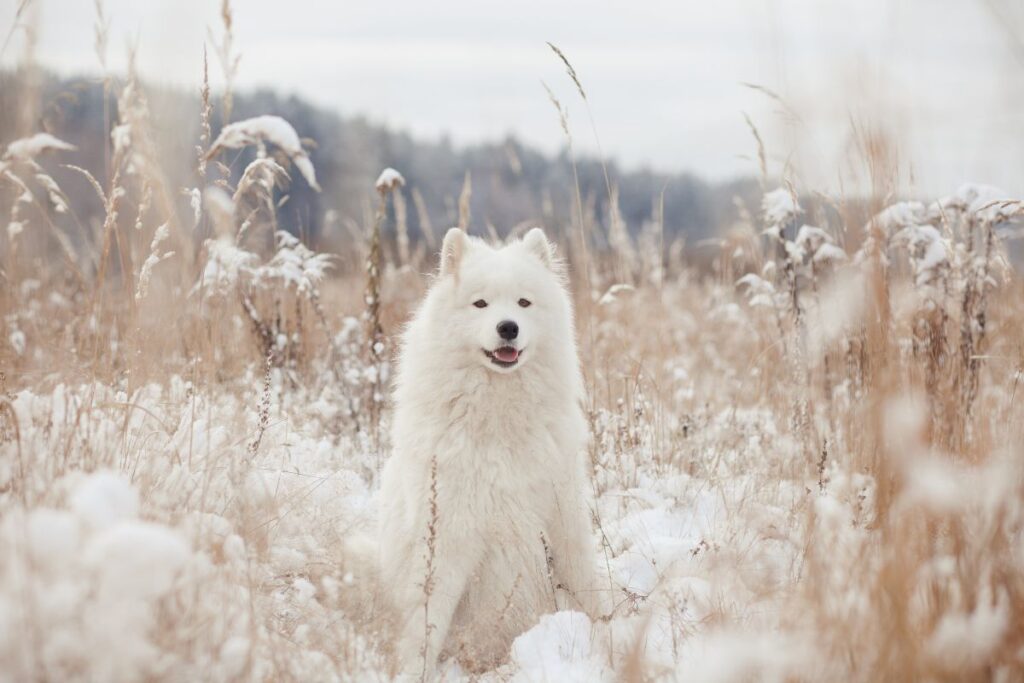 White-furred Samoyed posing in a snowy field, its thick coat keeping it cosy and warm even in the winter.