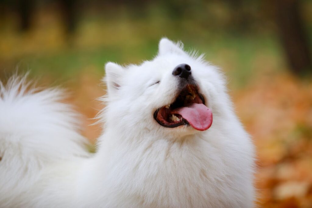 A snow-white Samoyed dog smiles happily with closed eyes. The dog enjoys a warm autumn day in the park. Close up.