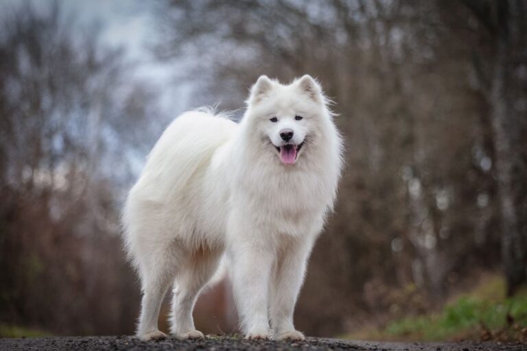 Samoyed dog breed with white fur posing for the camera