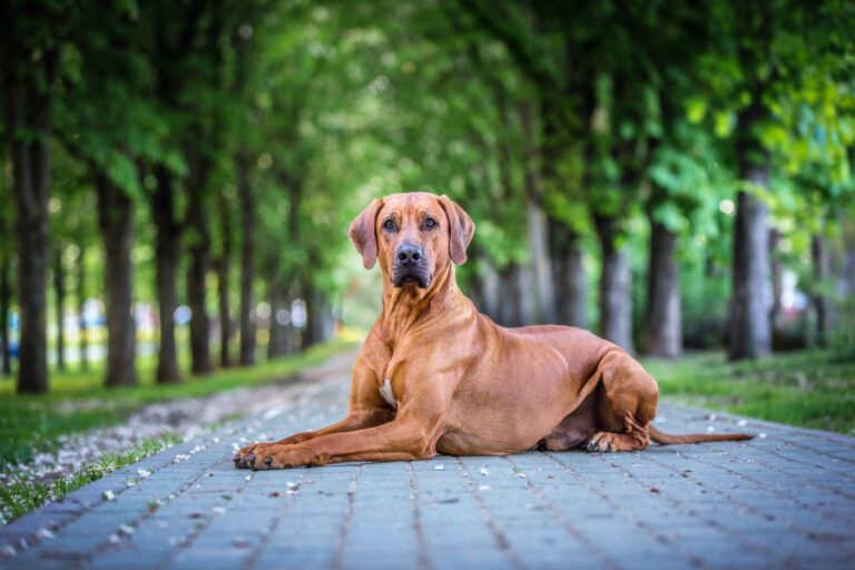 Rhodesian ridgeback in a city park