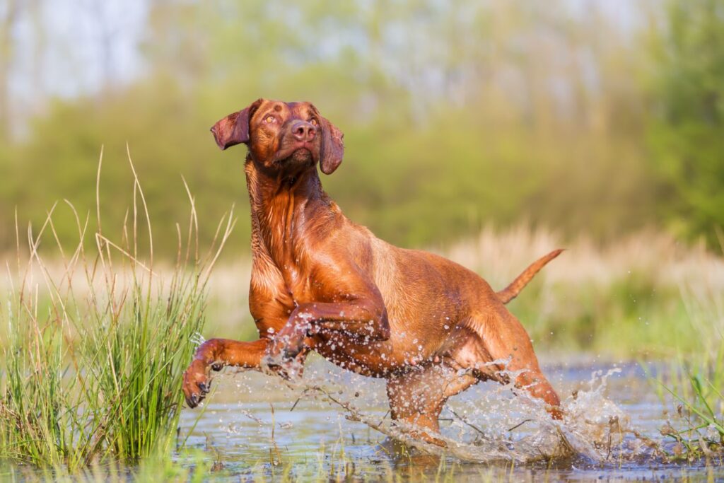 Picture of a Rhodesian ridgeback running through the water