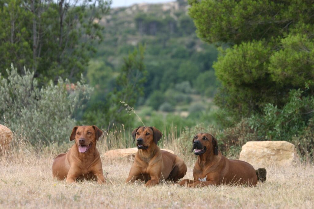 Rhodesian ridgeback trio couché à la campagne