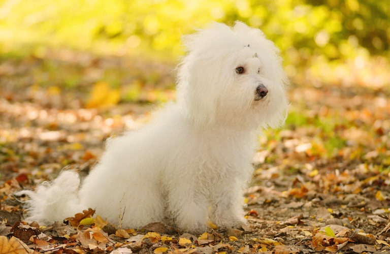 Bichon bolognese dog relax in the park