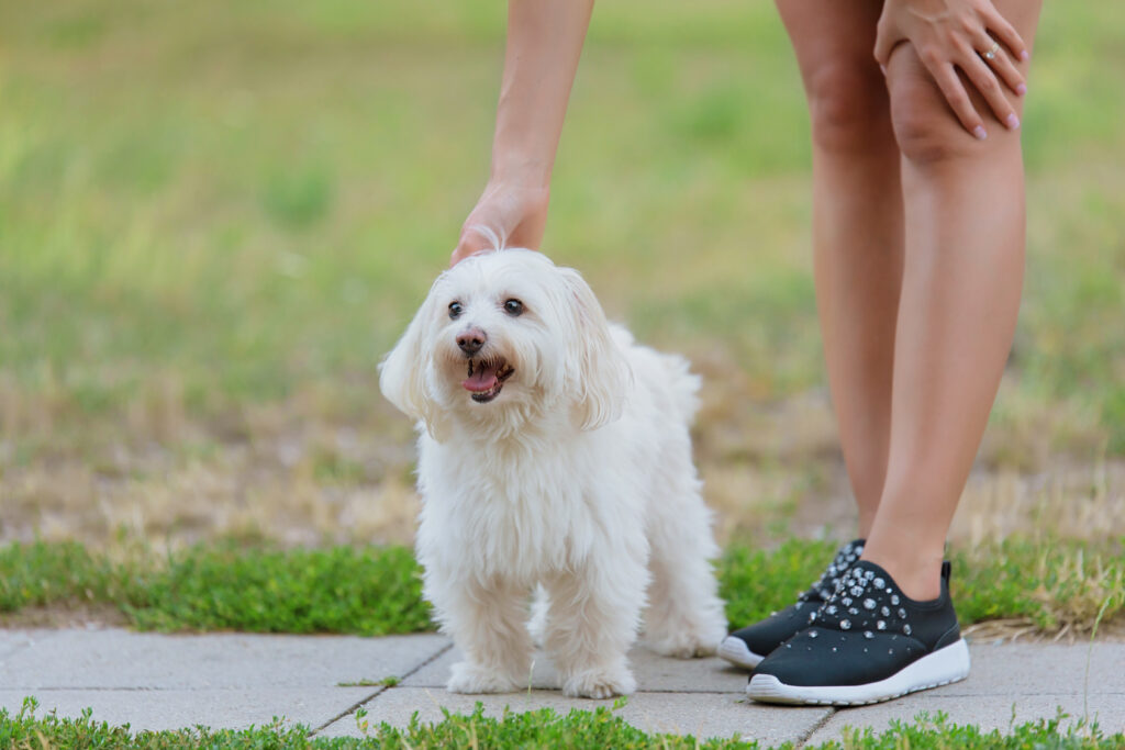 Bolognese dogs enjoy petting and calm walks in the park