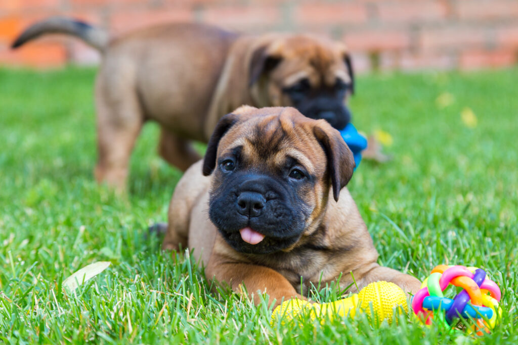 Two Red-Fawn Bullmastiff puppies playing around