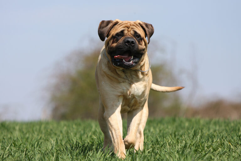 Red-Fawn Bullmastiff Running in a Green Field