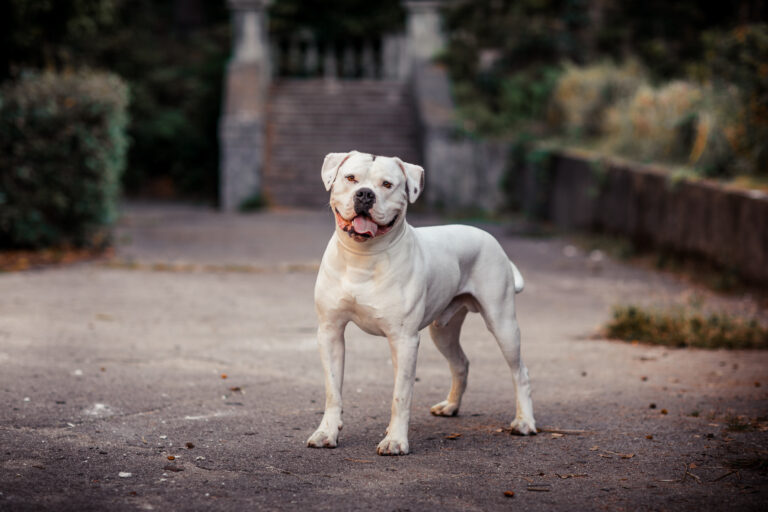 White American Bulldog posing for the camera