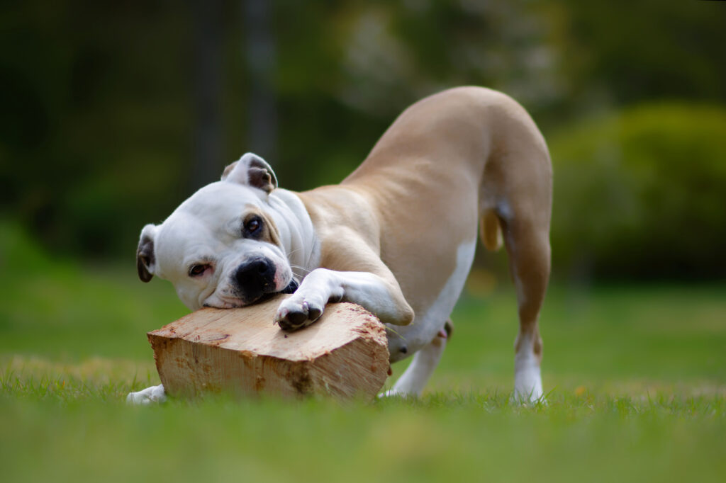 Two colored American Bulldog in the grass playing with a piece of wood