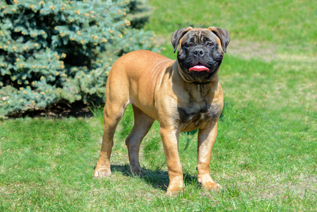 Red-Fawn Bullmastiff in the city park