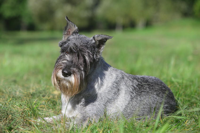 Black and silver Schnauzer laying in the grass